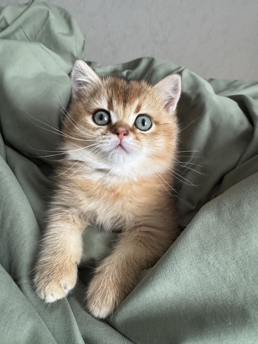 Кото дітки золотої шиншили.