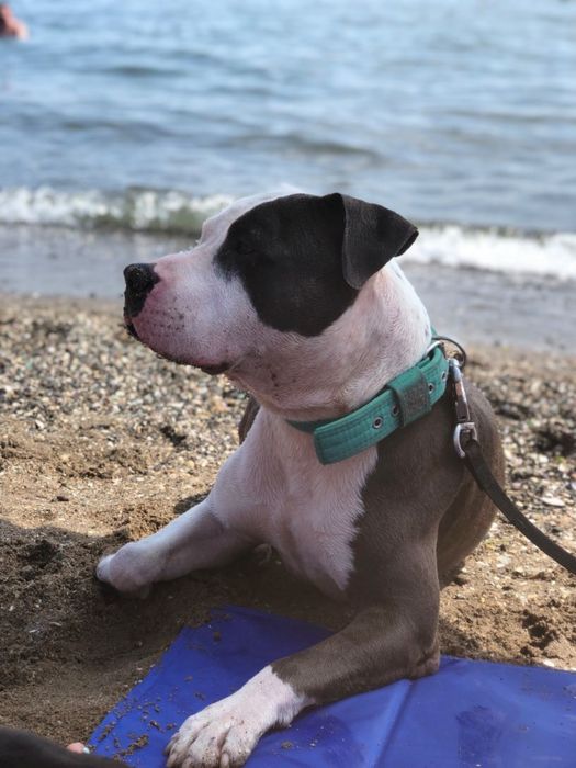 Вʼязка Амстафф блакитний