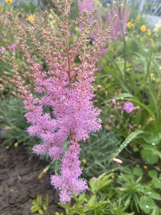 Тіньолюбиві рослини