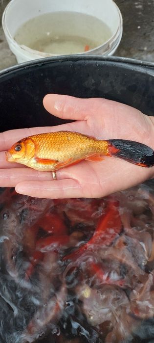 Продам цветной карась Комета, прудовый