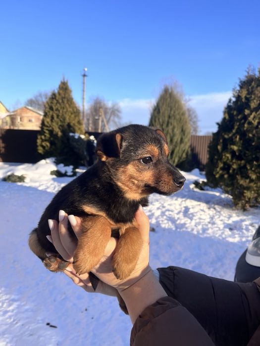 Цуцик, собачка, собака, щенок