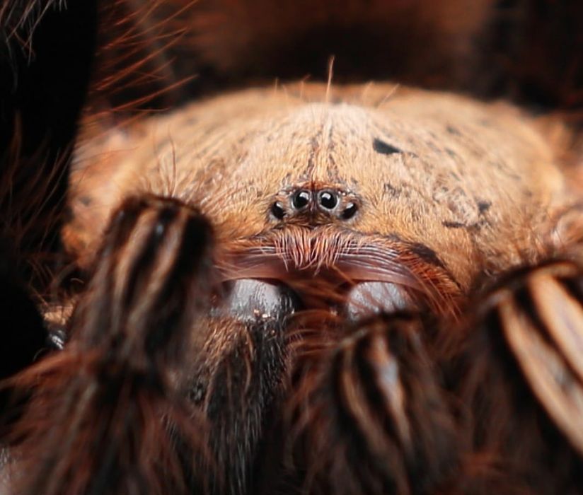 Ephebopus murinus pająk szkieletowy L2