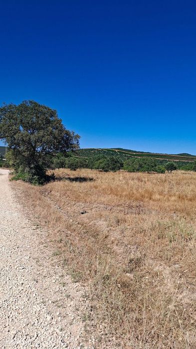 Rustic Plot with High Agricultural Potential – 7,800 m² in Paderne, A