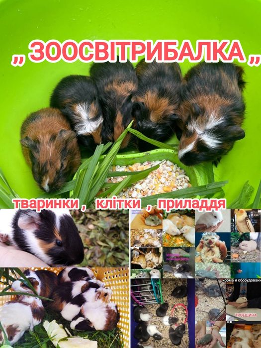 хом'як найкраща тваринка для дитинки.