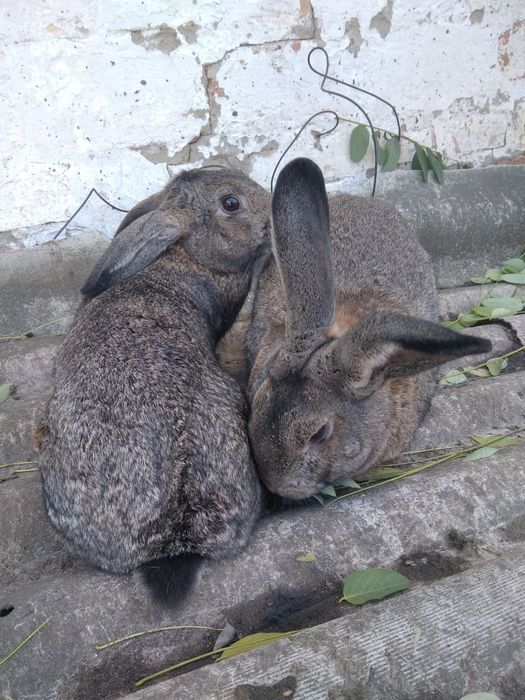 Продам кролів пара