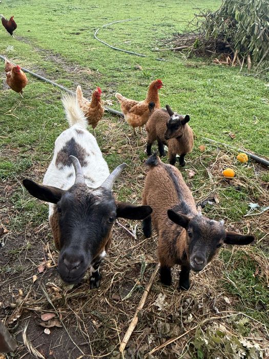 Cabras anãs muito meigas para venda