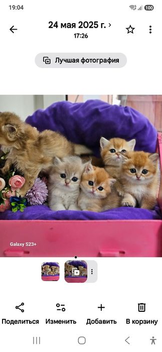 Золотая британская шиншилла кот котята котик хлопчик кіт