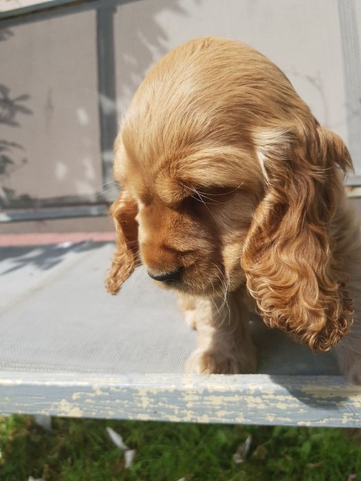 Suczka Cocker Spaniel Angielski