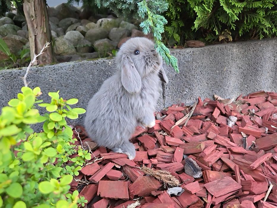 Mini lop / Baranek miniaturowy