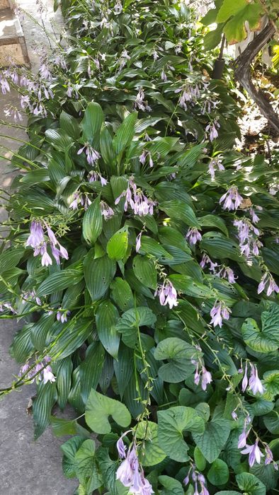 Продам хосту ланцетолистну фіолетову