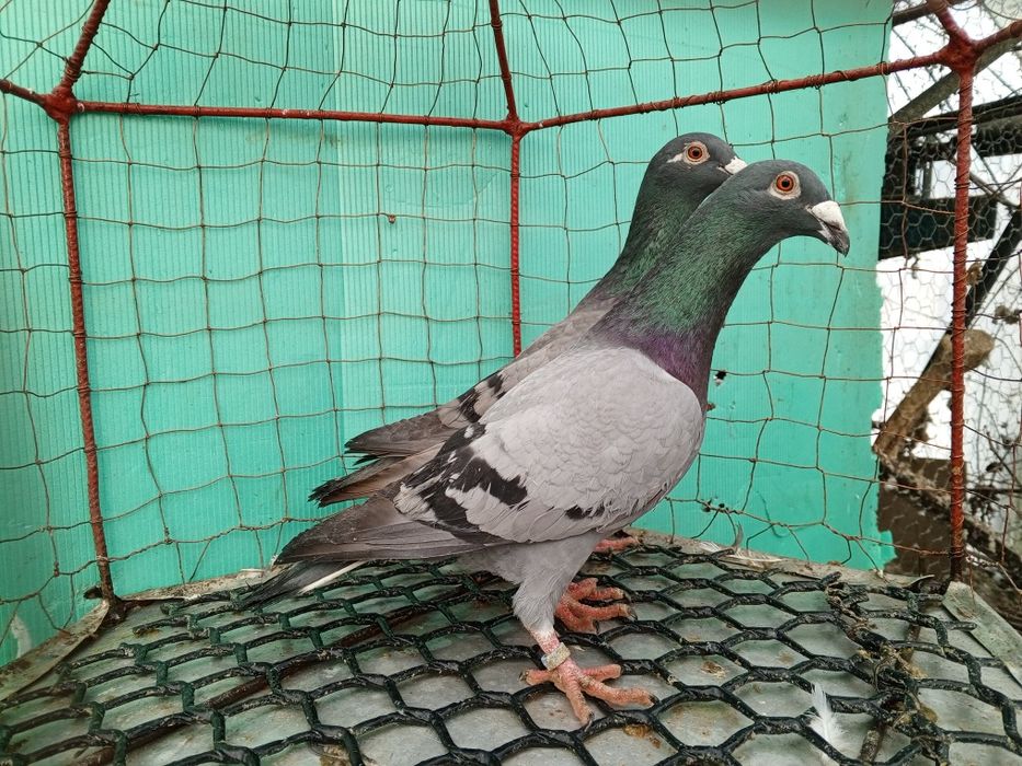 Rzeszowskie Rzeszowski Para Gołębie ozdobne