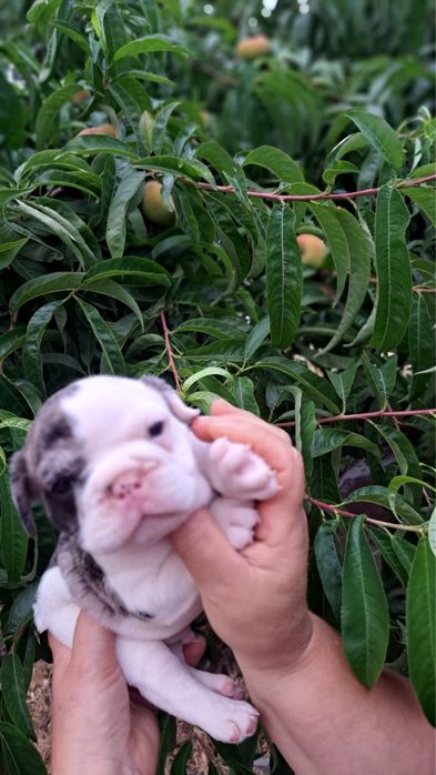 Bulldog francês macho