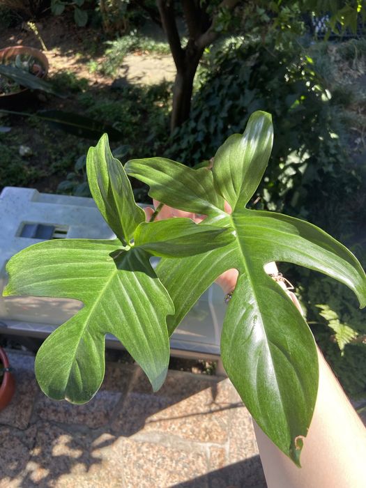 Philodendron Florida Ghost corte 4