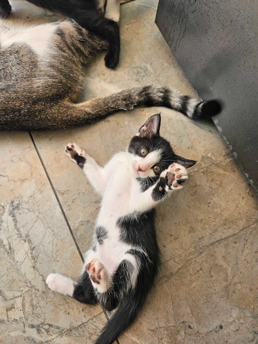 Gatinhos bebês pontinhos para uma casa nova
