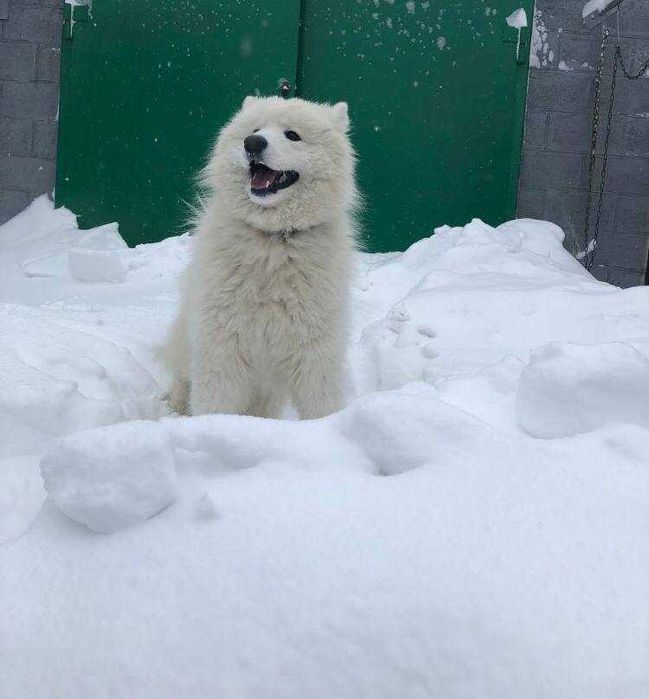 Приглашаем на вязку собаки породы "Самоед " (Самоедская лайка)