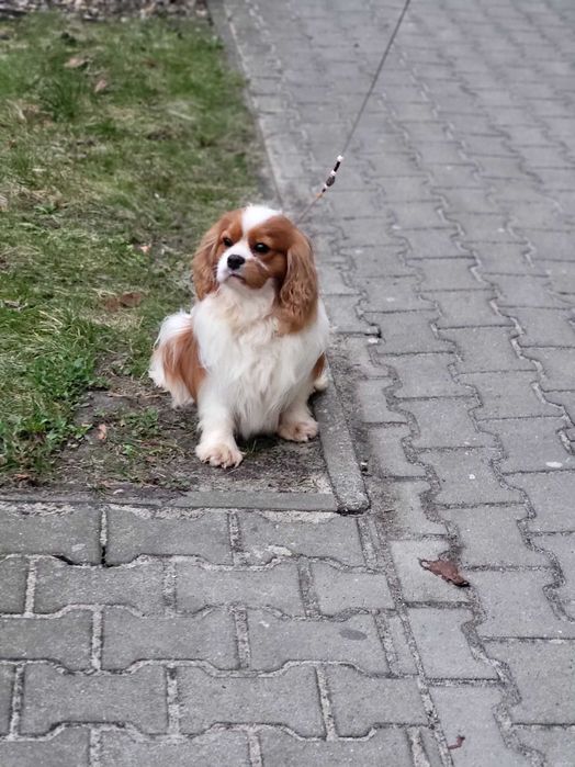 Cavalier King Charles Spaniel FCI Reproduktor