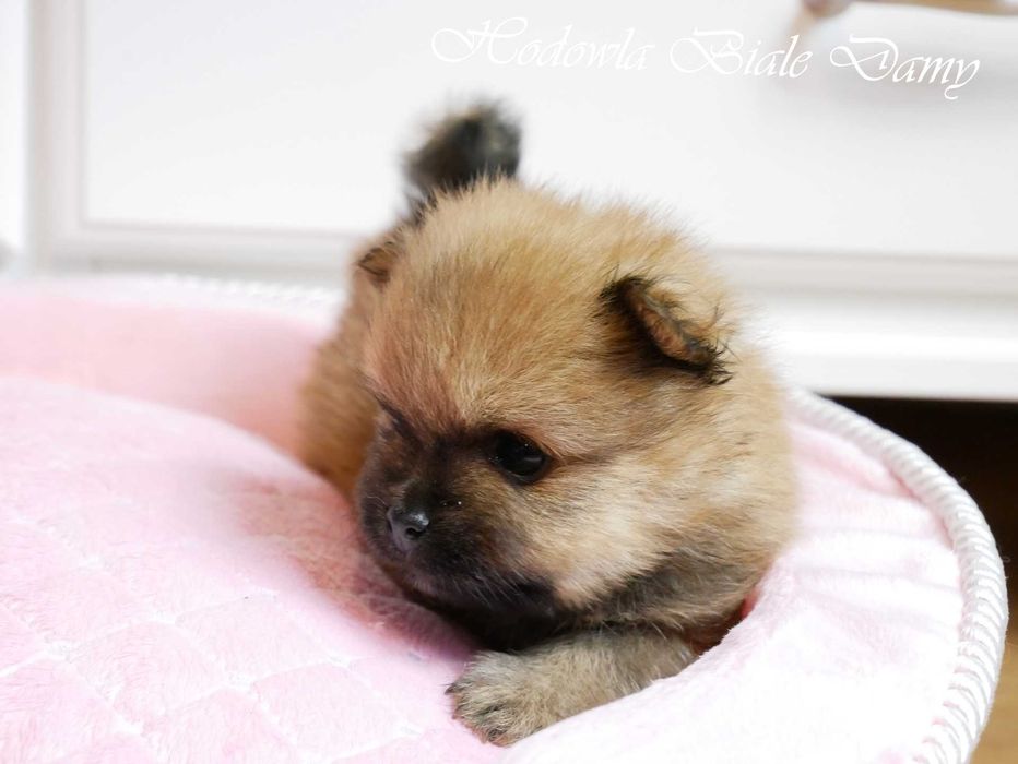 pomeranian szpic – Gniazdów – Psy – szczeniaki, dorosłe OLX