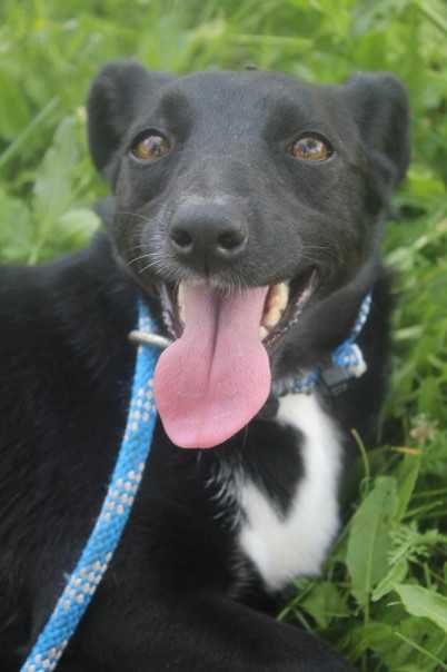 587350 Czika do adopcji