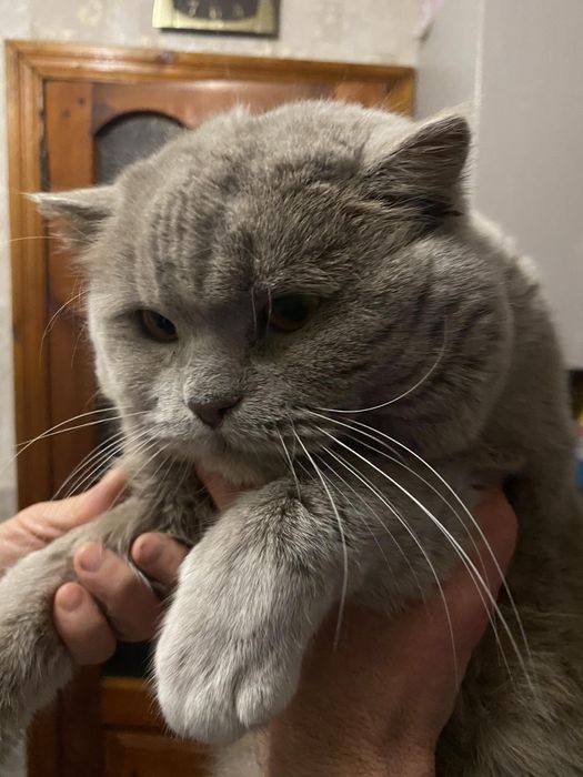 Шотландський кіт для вязки