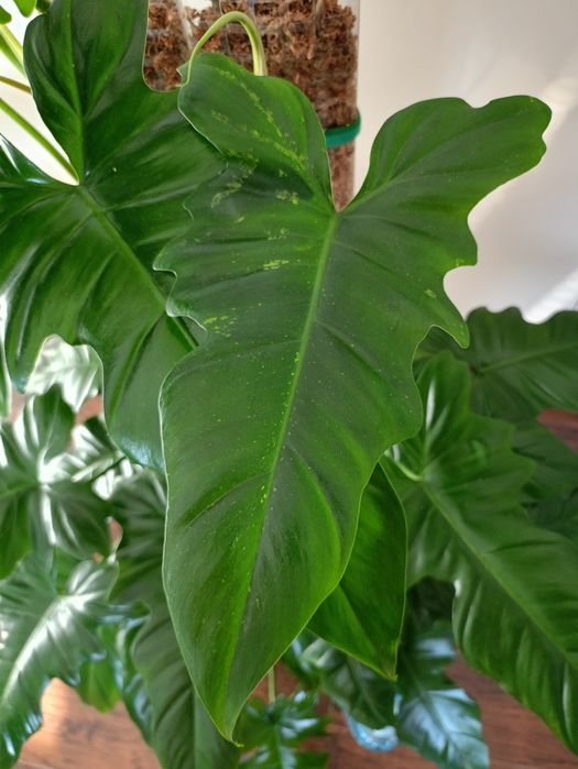 Philodendron Dragon