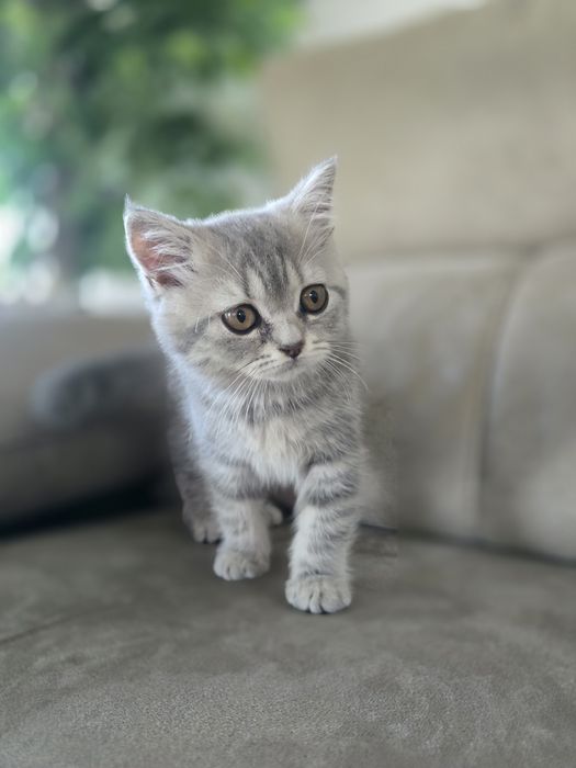 Gatinha Scottish Straight, Silver Tabby