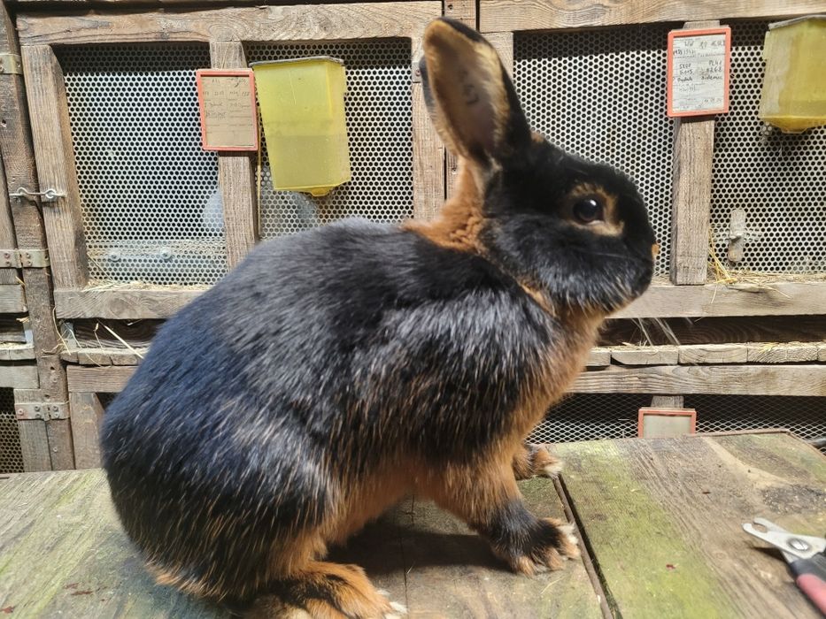 Królik WJS Wn Pc i karzełki