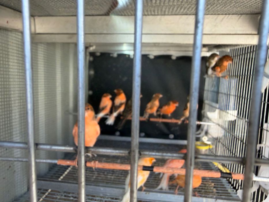 Canários novos e reprodutores