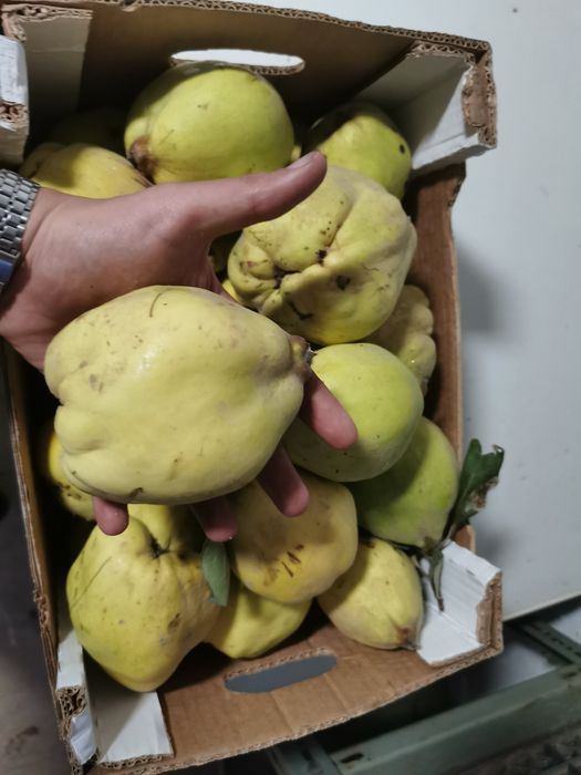 Marmelos trás os Montes
