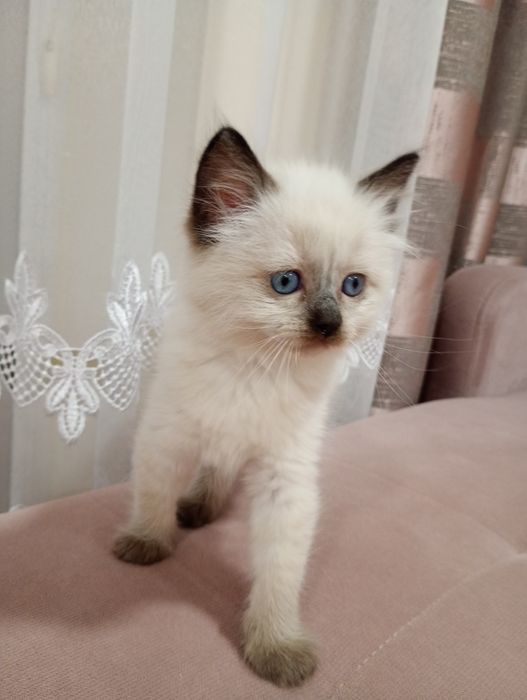 Sprzedam kotkę Ragdoll