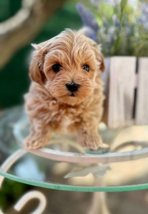 Мальтіпу з якісним доглядом і здоров’ям