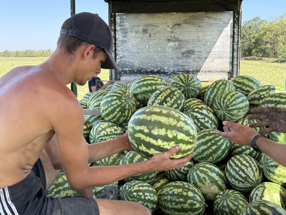 Продам кавун з поля!!!