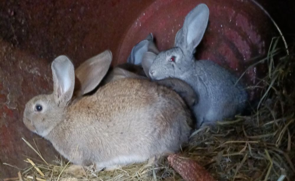 Продам кролів                                           .