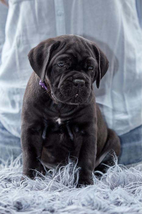 Цуценята кане корсо КСУ