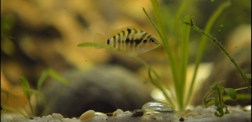 Sprzedam rybki Pielęgnice Zebry