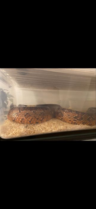 Wąż zbożowy clasic samica