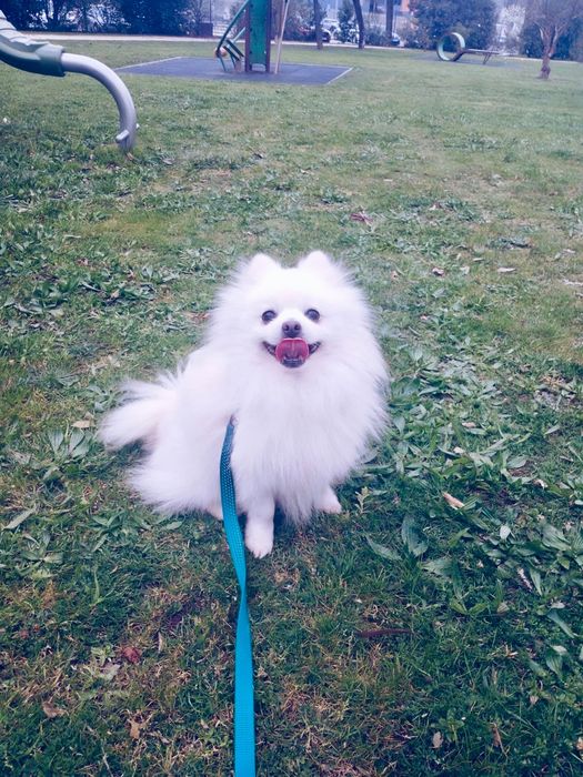 Fêmea Lulu da Pomerânia