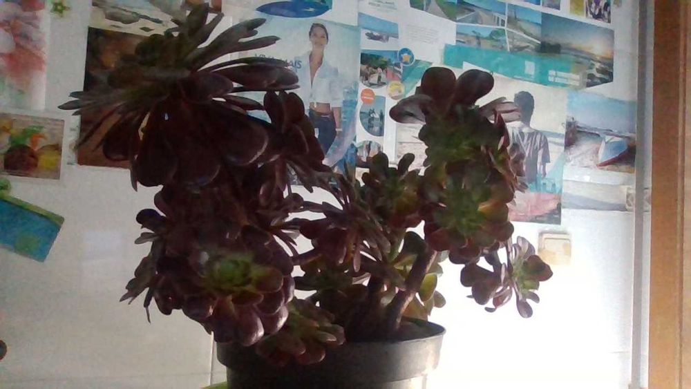Vaso grande com 2 Aeonium arboreum (Suculenta tipo árvore muito linda para jardim ou interior)