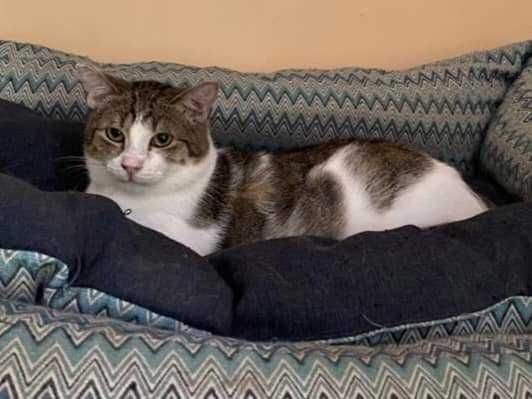 Kocurek Dior czeka na cud!