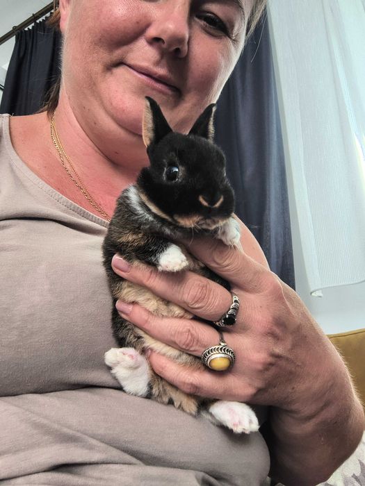 Karzełek rex, mini lop, baranek karzełek