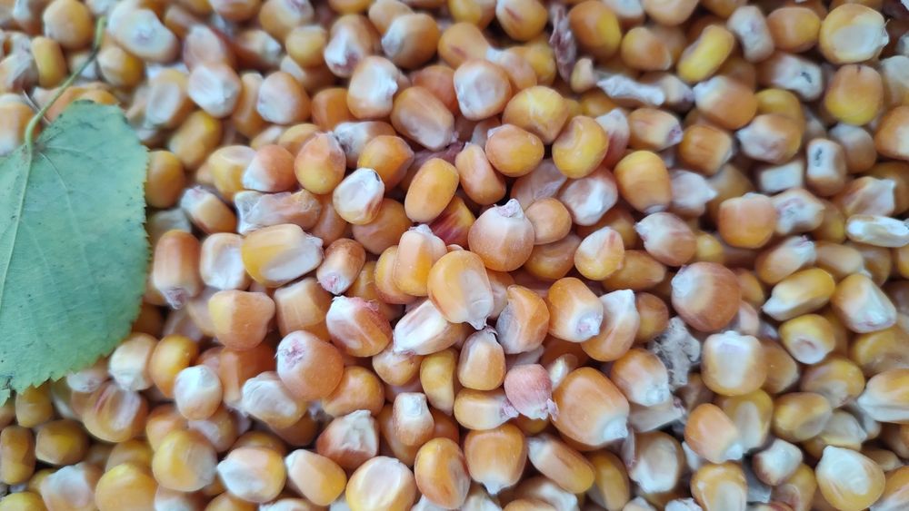 Kukurydza drobna dla gołębi kur proso sorgo słonecznik pszenica