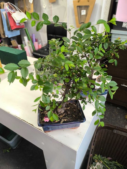 Бонсай Зельква (Zelkova) в керамике — Живое искусство у Вас дома!
