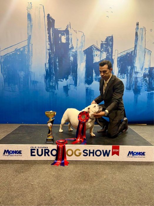 Cachorro Bulldog Inglês disponível