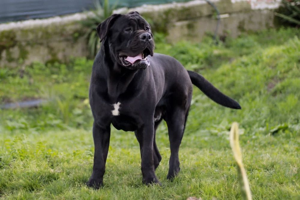 Um jovem  Cane Corso quere ser pai