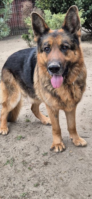 Piesek okolo 7 lat