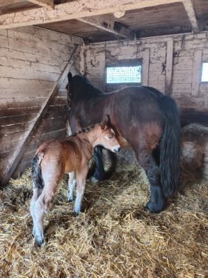 Sprzedam klacz zimnokrwista