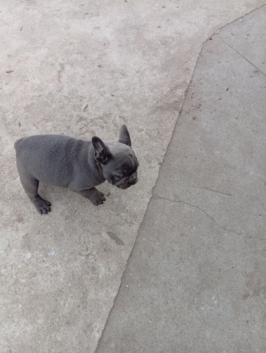 Buldog francuski piesek