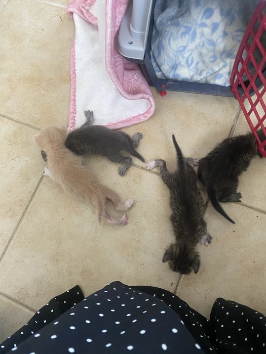 Gatinhos para adoção responsável