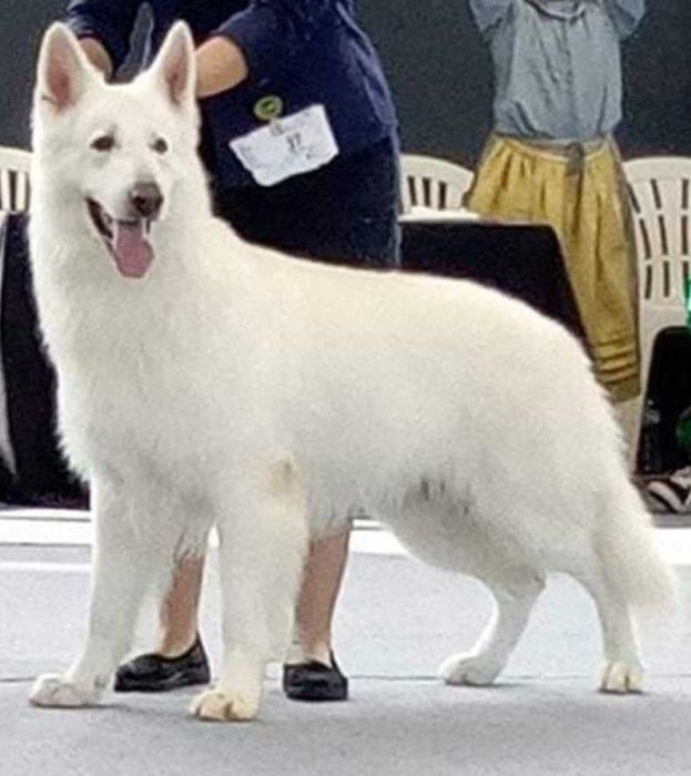 Pastor Branco Suíço