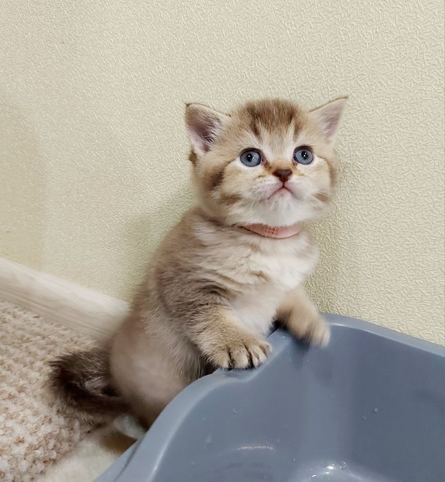 Золота Шиншила  дівчатка та хлопчики