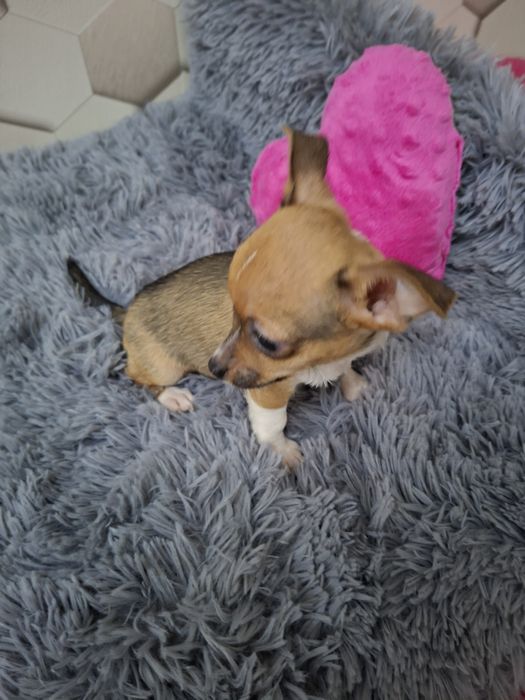 Pies Chihuahua krótkowłosy